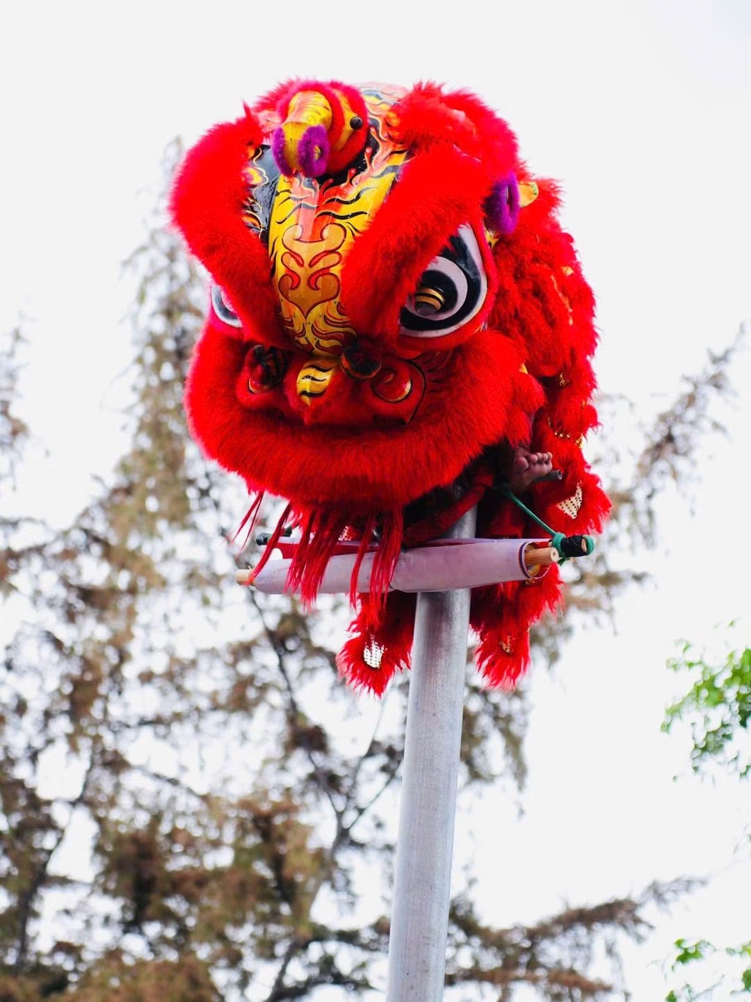Đội Lân Sư Rồng